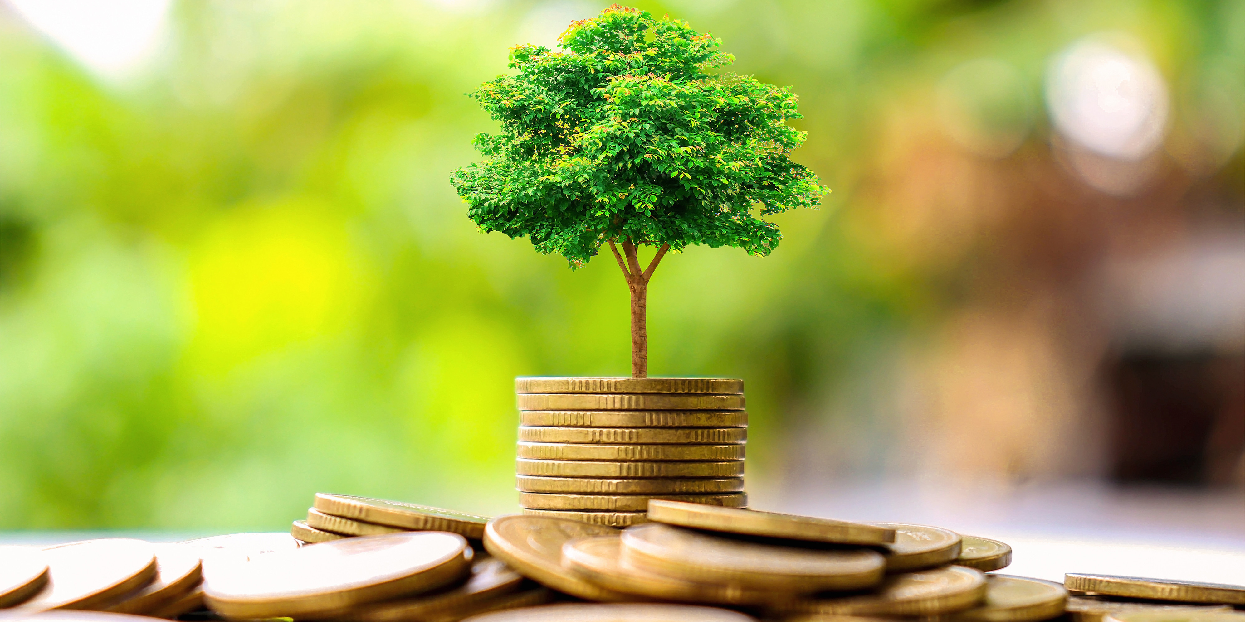 money-tree.jpg