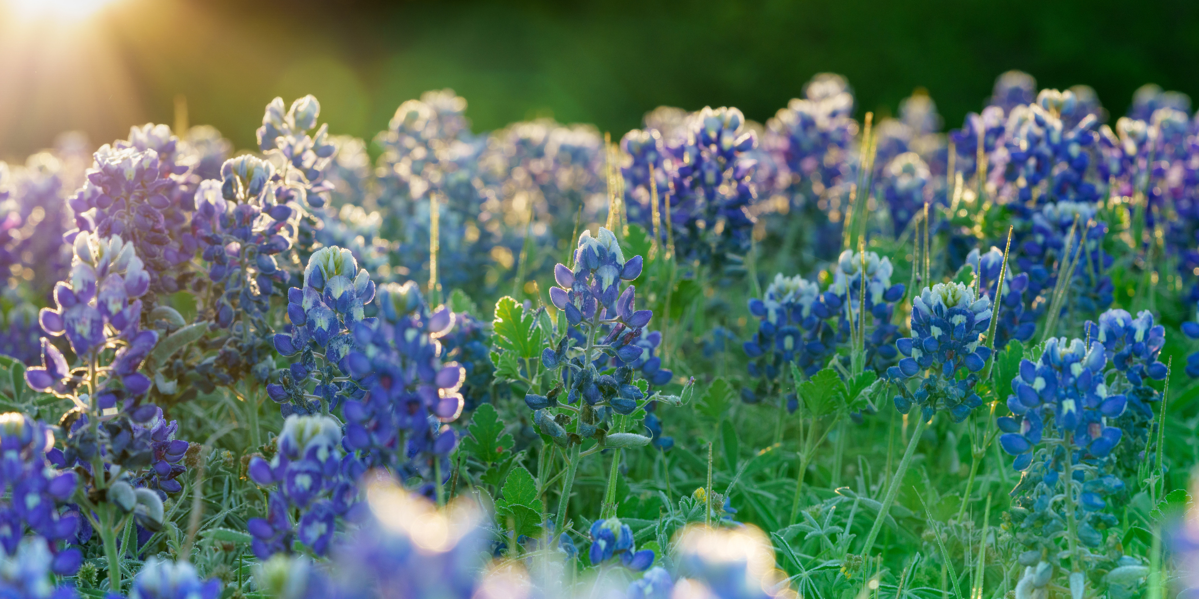 bluebonnets.jpg